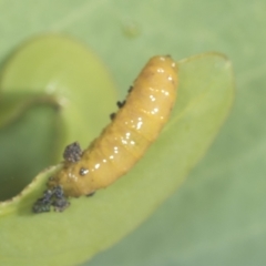 Curculionidae (family) (Unidentified weevil) at Piney Ridge - 17 Feb 2022 by AlisonMilton