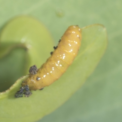 Curculionidae (family) (Unidentified weevil) at Piney Ridge - 17 Feb 2022 by AlisonMilton