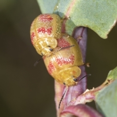 Paropsisterna fastidiosa (Eucalyptus leaf beetle) at Stromlo, ACT - 18 Feb 2022 by AlisonMilton