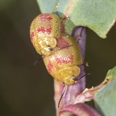 Paropsisterna fastidiosa (Eucalyptus leaf beetle) at Stromlo, ACT - 17 Feb 2022 by AlisonMilton