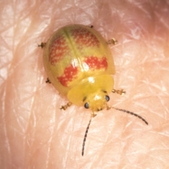 Paropsisterna fastidiosa at Stromlo, ACT - 18 Feb 2022