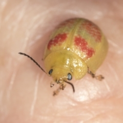 Paropsisterna fastidiosa at Stromlo, ACT - 18 Feb 2022