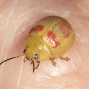 Paropsisterna fastidiosa at Stromlo, ACT - 18 Feb 2022