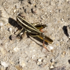 Macrotona australis (Common Macrotona Grasshopper) at Stromlo, ACT - 18 Feb 2022 by AlisonMilton