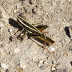 Macrotona australis (Common Macrotona Grasshopper) at Piney Ridge - 17 Feb 2022 by AlisonMilton