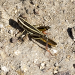 Macrotona australis at Stromlo, ACT - 18 Feb 2022 09:38 AM