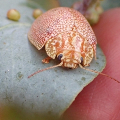 Paropsis atomaria (Eucalyptus leaf beetle) at Murrumbateman, NSW - 20 Feb 2022 by SimoneC