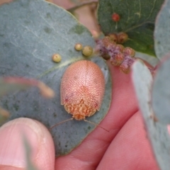 Paropsis atomaria at Murrumbateman, NSW - 20 Feb 2022
