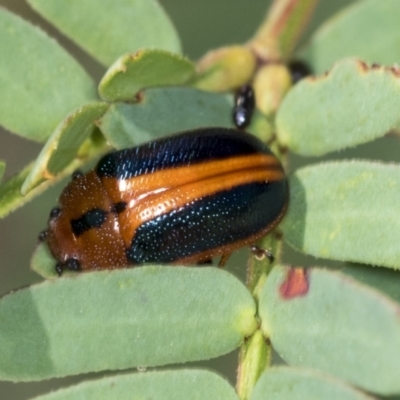 Calomela curtisi (Acacia leaf beetle) at Molonglo Valley, ACT - 18 Feb 2022 by AlisonMilton