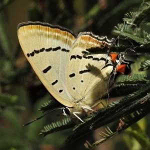 Jalmenus evagoras at Acton, ACT - 20 Feb 2022 11:57 AM