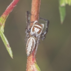 Opisthoncus abnormis (Long-legged Jumper) at Molonglo Valley, ACT - 17 Feb 2022 by AlisonMilton