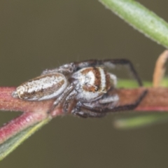 Opisthoncus abnormis at Molonglo Valley, ACT - 18 Feb 2022