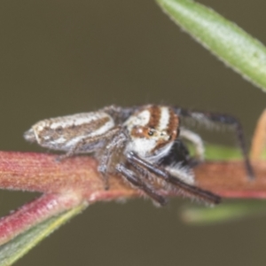 Opisthoncus abnormis at Molonglo Valley, ACT - 18 Feb 2022 10:12 AM