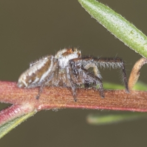 Opisthoncus abnormis at Molonglo Valley, ACT - 18 Feb 2022 10:12 AM