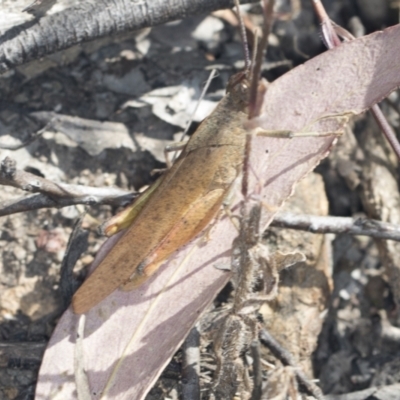 Goniaea australasiae (Gumleaf grasshopper) at Denman Prospect 2 Estate Deferred Area (Block 12) - 17 Feb 2022 by AlisonMilton