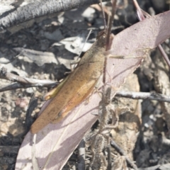 Goniaea australasiae (Gumleaf grasshopper) at Molonglo Valley, ACT - 17 Feb 2022 by AlisonMilton