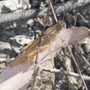 Goniaea australasiae at Molonglo Valley, ACT - 18 Feb 2022 10:00 AM