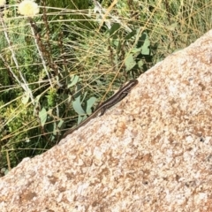 Eulamprus tympanum (Southern Water Skink) at Cotter River, ACT - 19 Feb 2022 by KMcCue