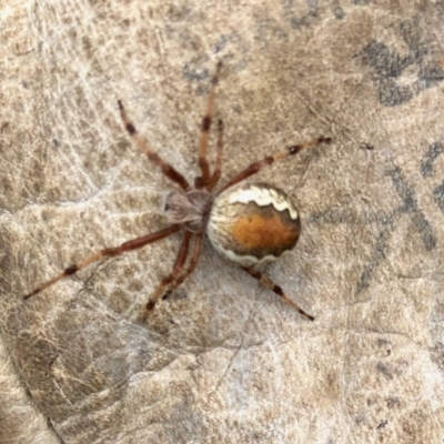 Araneinae (subfamily) (Orb weaver) at Cotter River, ACT - 19 Feb 2022 by KMcCue