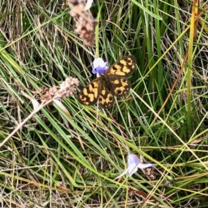 Heteronympha cordace at Cotter River, ACT - 19 Feb 2022 02:28 PM