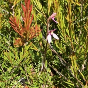 Eriochilus cucullatus at Cotter River, ACT - suppressed