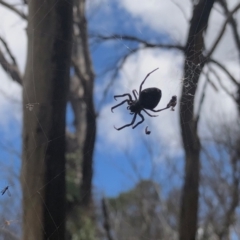 Araneinae (subfamily) (Orb weaver) at Cotter River, ACT - 19 Feb 2022 by KMcCue