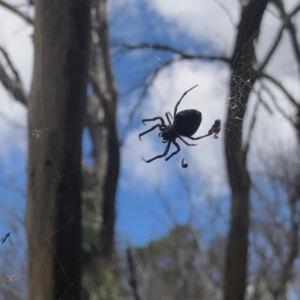 Araneinae (subfamily) at Cotter River, ACT - 19 Feb 2022