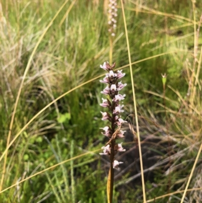 Paraprasophyllum venustum (Charming leek orchid) at Cotter River, ACT - 19 Feb 2022 by KMcCue