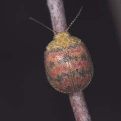 Paropsis obsoleta (Leaf beetle) at Block 402 - 17 Feb 2022 by AlisonMilton