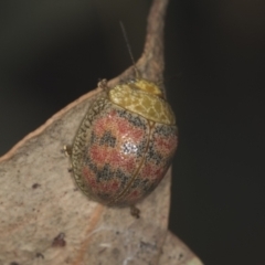 Paropsis obsoleta at Stromlo, ACT - 18 Feb 2022