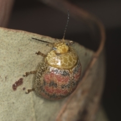 Paropsis obsoleta at Stromlo, ACT - 18 Feb 2022