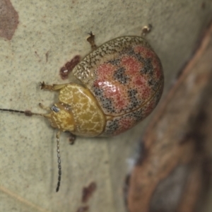 Paropsis obsoleta at Stromlo, ACT - 18 Feb 2022