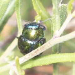 Callidemum hypochalceum (Hop-bush leaf beetle) at Hawker, ACT - 27 Jan 2022 by AlisonMilton