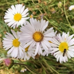 Unverified Daisy at Cotter River, ACT - 19 Feb 2022 by KMcCue