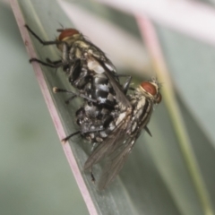 Sarcophagidae (family) (Unidentified flesh fly) at Hawker, ACT - 26 Jan 2022 by AlisonMilton