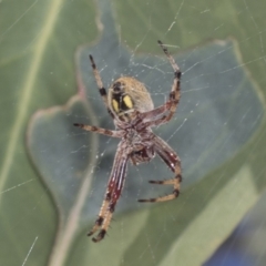 Cyclosa fuliginata (species-group) (An orb weaving spider) at Holt, ACT - 15 Feb 2022 by AlisonMilton
