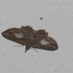 Chloroclystis filata (Filata Moth, Australian Pug Moth) at Higgins, ACT - 17 Feb 2022 by AlisonMilton