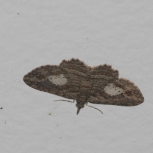 Chloroclystis filata at Higgins, ACT - 17 Feb 2022