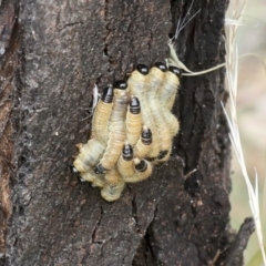 Perginae sp. (subfamily) (Unidentified pergine sawfly) at Higgins, ACT - 11 Feb 2022 by AlisonMilton