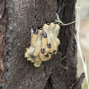 Perginae sp. (subfamily) at Higgins, ACT - 11 Feb 2022 12:03 PM