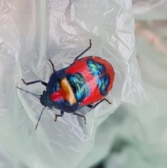 Choerocoris paganus (Ground shield bug) at Mount Mugga Mugga - 20 Feb 2022 by Mike