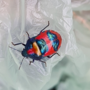 Choerocoris paganus at O'Malley, ACT - 20 Feb 2022