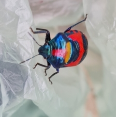 Choerocoris paganus at O'Malley, ACT - 20 Feb 2022