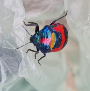 Choerocoris paganus at O'Malley, ACT - 20 Feb 2022