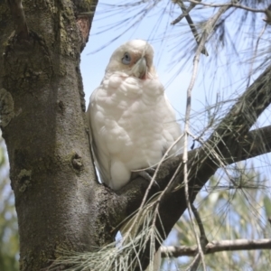 Cacatua sanguinea at Holt, ACT - 11 Feb 2022 12:32 PM