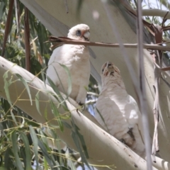 Cacatua sanguinea at Holt, ACT - 11 Feb 2022 12:32 PM