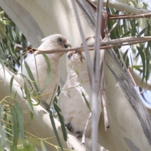 Cacatua sanguinea at Holt, ACT - 11 Feb 2022 12:32 PM