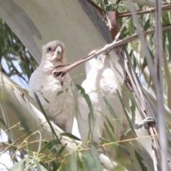 Cacatua sanguinea at Holt, ACT - 11 Feb 2022 12:32 PM