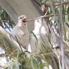 Cacatua sanguinea at Holt, ACT - 11 Feb 2022 12:32 PM