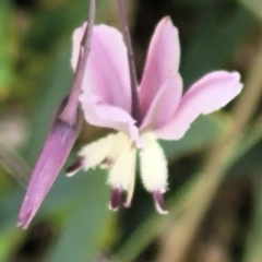 Arthropodium milleflorum (Vanilla Lily) at Tennent, ACT - 20 Feb 2022 by BecDavis